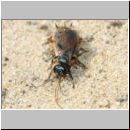 Tachysphex obscuripennis - Grabwespe w11b 8mm mit Schabe - Sandgrube Niedringhaussee.jpg